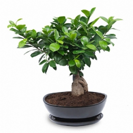 product-details